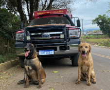 Paraná realiza 1ª Certificação Nacional de Cães de Busca e Resgate no estado, de 6 a 9 de maio de 2024.