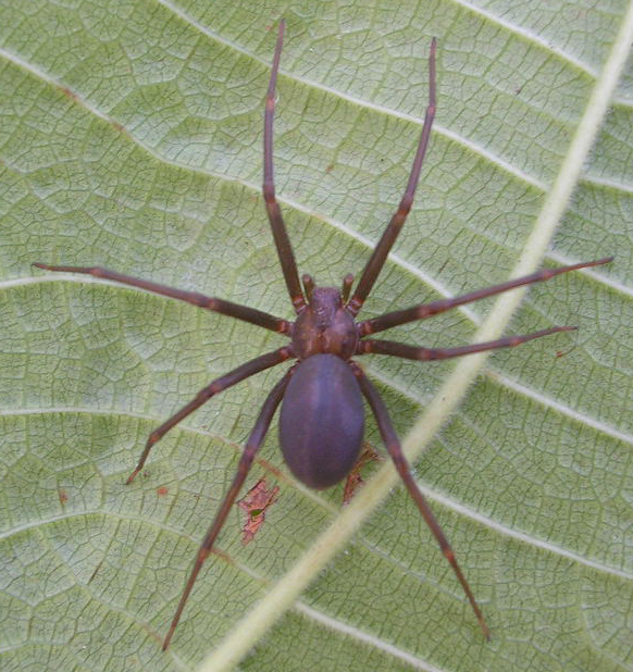 Aranha Marrom