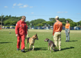 1ª Certificação Nacional de Cães de Busca e Resgate, em Cianorte. Maio de 2024.