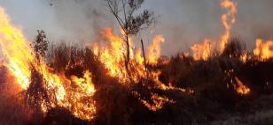 Prevenção contra incêndio florestal