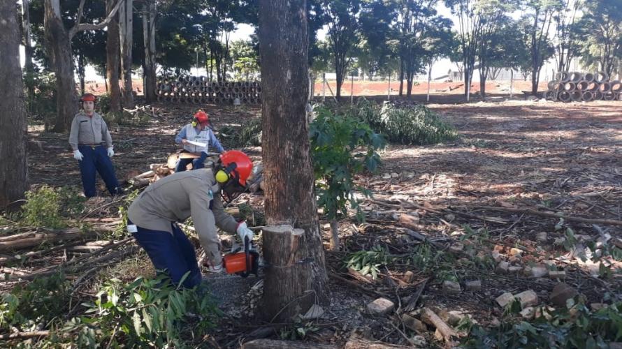 Foto de curso de corte de árvores - 1º SGBI