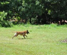 Instrução com Cães de Busca e Resgate - 11º GB