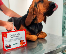 Cães de busca do GOST participam de doação de sangue.