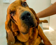 Cães de busca do GOST participam de doação de sangue.