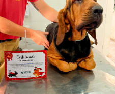 Cães de busca do GOST participam de doação de sangue.