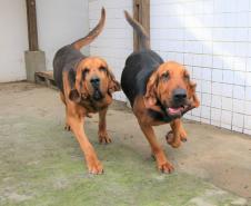 Cães de busca do GOST participam de doação de sangue.