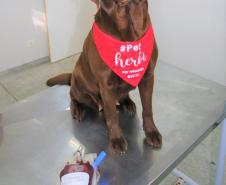 Cães de busca do GOST participam de doação de sangue.