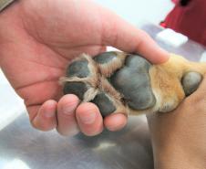 Cães de busca do GOST participam de doação de sangue.