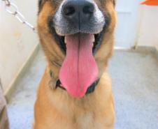 Cães de busca do GOST participam de doação de sangue.