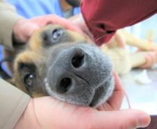 Cães de busca do GOST participam de doação de sangue.