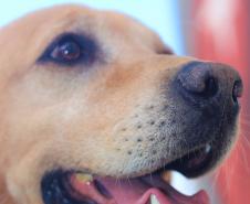 Cães de busca do GOST participam de doação de sangue.