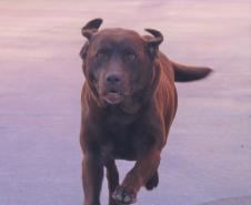 Cães de busca do GOST participam de doação de sangue.