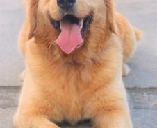 Cães de busca do GOST participam de doação de sangue.