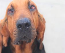 Cães de busca do GOST participam de doação de sangue.