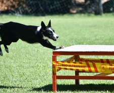 Certificação do Soldado Pereto como avaliador de cães de busca e resgate
