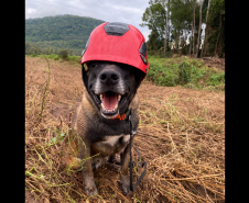 Paraná realiza 1ª Certificação Nacional de Cães de Busca e Resgate no estado, de 6 a 9 de maio de 2024.