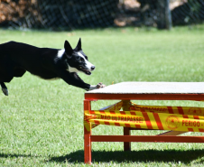 Paraná realiza 1ª Certificação Nacional de Cães de Busca e Resgate no estado, de 6 a 9 de maio de 2024.