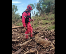 Paraná realiza 1ª Certificação Nacional de Cães de Busca e Resgate no estado, de 6 a 9 de maio de 2024.