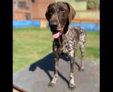 Cães de busca e resgate serão enviados pelo CBMPR para o RS.