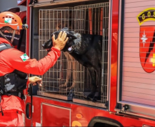 Cães de busca e resgate serão enviados pelo CBMPR para o RS.