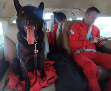 Cães de busca e resgate serão enviados pelo CBMPR para o RS.