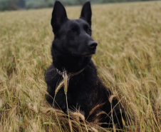 Cães de busca e resgate serão enviados pelo CBMPR para o RS.