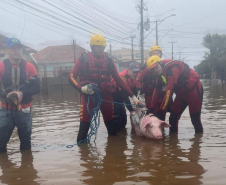 Bombeiros do Paraná em ação no RS em 2024.