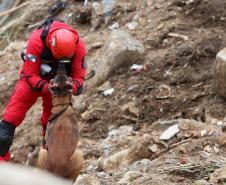 Como são selecionados os cães do GOST 8