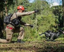 Como são selecionados os cães do GOST 5