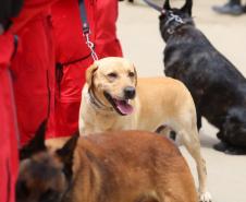 Como são selecionados os cães do GOST 1