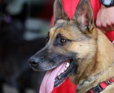 Como são selecionados os cães do GOST 2