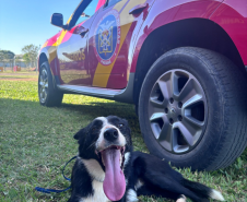 Como são selecionados os cães do GOST 4