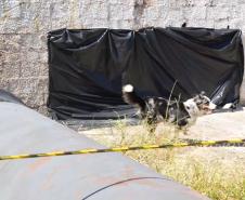 Treinamento reforça papel estratégico dos cães dos Bombeiros em resgates