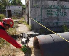 Treinamento reforça papel estratégico dos cães dos Bombeiros em resgates
