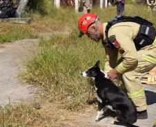 Treinamento reforça papel estratégico dos cães dos Bombeiros em resgates