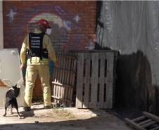 Treinamento reforça papel estratégico dos cães dos Bombeiros em resgates