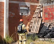 Treinamento reforça papel estratégico dos cães dos Bombeiros em resgates