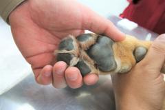 Cães de busca do GOST participam de doação de sangue.