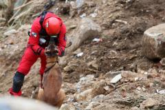 Como são selecionados os cães do GOST 8
