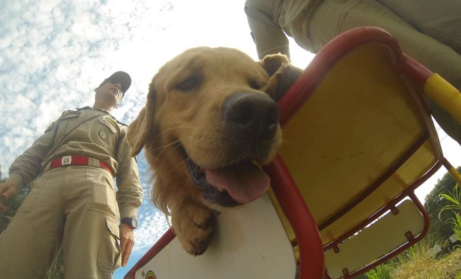 Em SC, GOST do PR conquista certificado internacional para atuar em busca e regate com cães e se torna referência