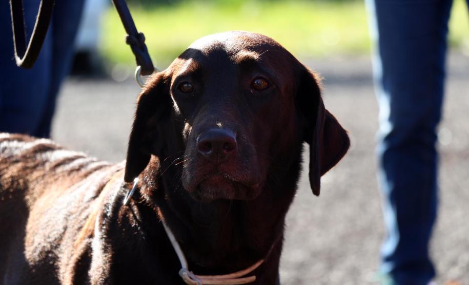 Paraná sedia Certificação Nacional em Cães em Foz do Iguaçu, no Oeste do estado