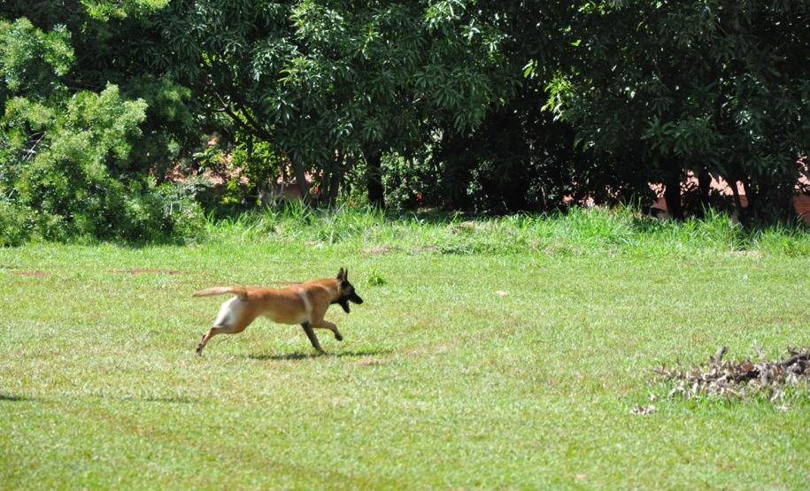 Instrução com Cães de Busca e Resgate - 11º GB