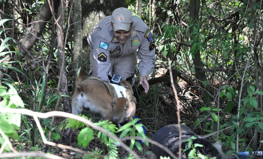 Instrução com Cães de Busca e Resgate - 11º GB