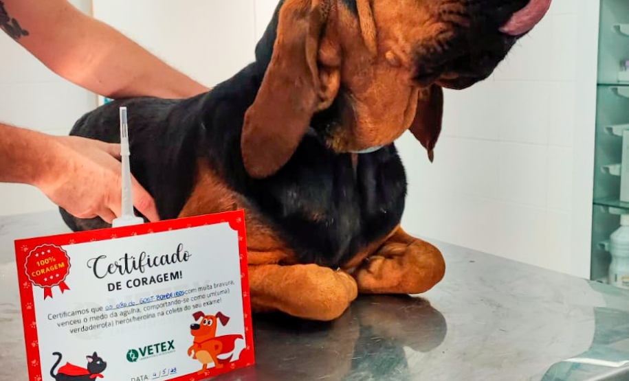 Cães de busca do GOST participam de doação de sangue.