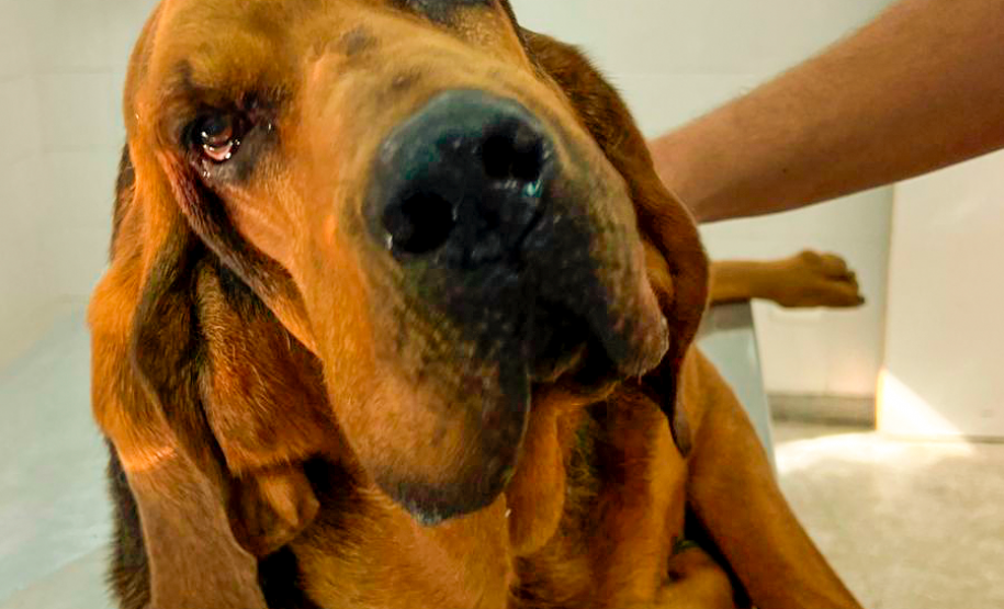 Cães de busca do GOST participam de doação de sangue.
