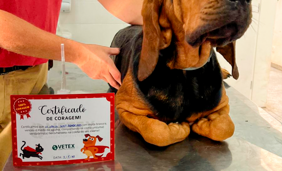 Cães de busca do GOST participam de doação de sangue.