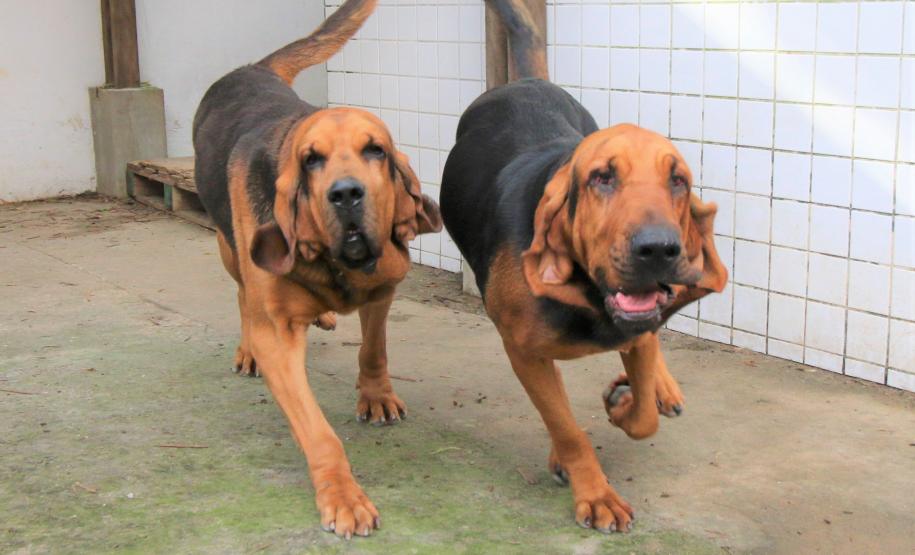 Cães de busca do GOST participam de doação de sangue.