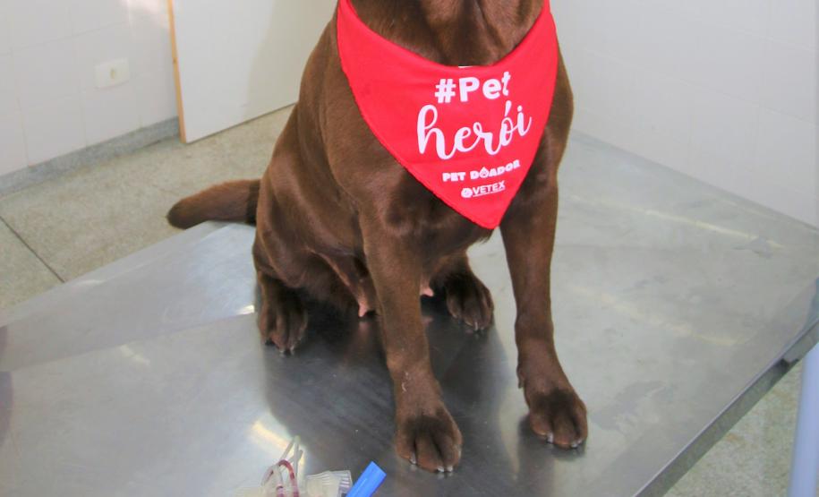 Cães de busca do GOST participam de doação de sangue.