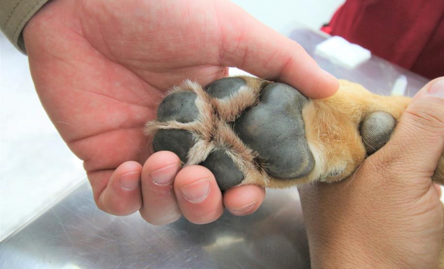 Cães de busca do GOST participam de doação de sangue.