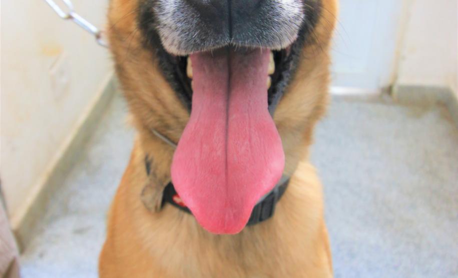 Cães de busca do GOST participam de doação de sangue.